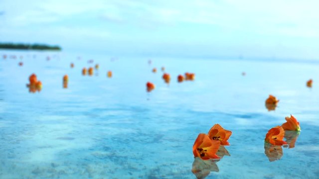 fleurs tropicales sur lagon transparent