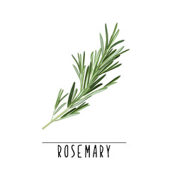 Rosemary herb and spice vector illustration. Rosemary branch - obrazy, fototapety, plakaty