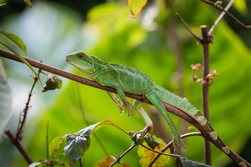 green water dragon