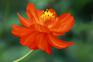 Red Cosmea Sunrise- Cosmea sulphureus 