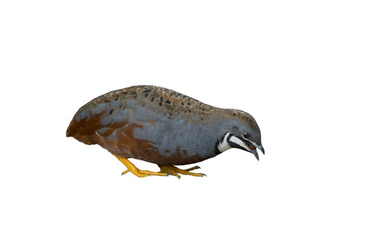 King quail, Blue-breasted quail, Asian blue quail isolated on white background