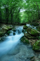 Beautiful wild nature. Mountain river and green impenetrable forest. Green moss on the rocks