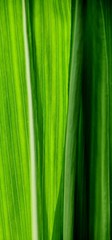 Close up of green Corn leaves in sunlight