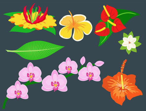 Beautiful tropical flower set design summer plants colorful decoration nature design floral drawing leaf blossom vector illustration.