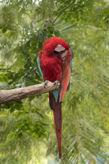 Beautiful green-wing macaw 