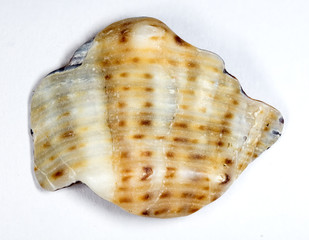 Sea shell