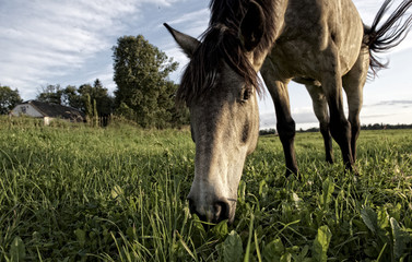 One horse in grass field close up, horse in natural background, horse in nature, domestic animal