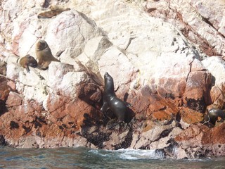 otarie phoque animaux rocher nature