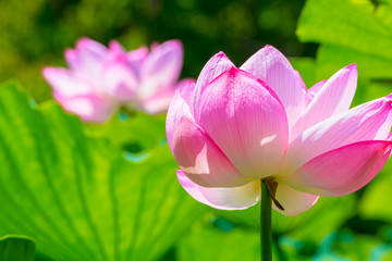 The Lotus Flower.Background is the lotus leaf and lotus flower and tree.Shooting location is Yokohama, Kanagawa Prefecture Japan.