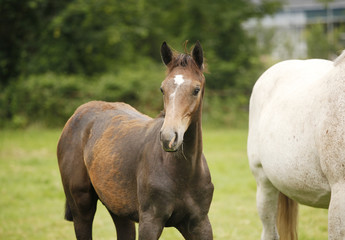 Obraz premium braunes Fohlen schaut neugierig