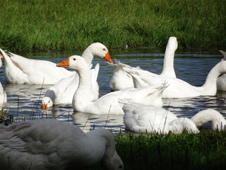 Gänse im Tümpel © Benno Glombiowski