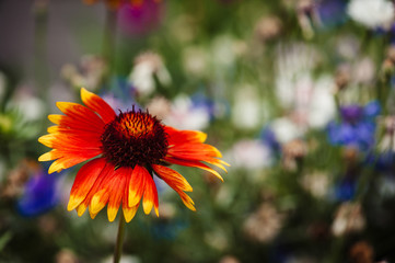 Gaillardia pulchella against a background of blurred blue and white flowers. Blooming garden.