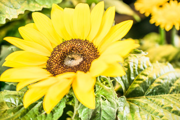 yellow sunflower background close-up macro. Spring summer border template floral background. greeting and celebration card. 
