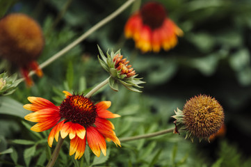 The stage of growth of the flower Gaillardia pulchella: a bud, flowering, wilting.