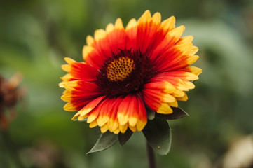 One flower is Gaillardia pulchella. Bright colorful orange flower with pollen on a blurred background.