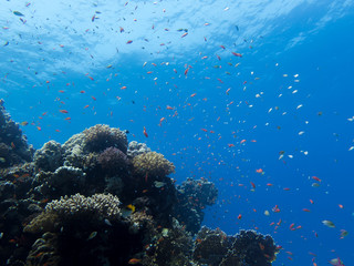 Coral reef in clear blue sea