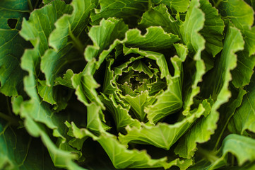 Leaves of cabbage top view close-up. Useful vegetables. Vegetarianism. Healthy lifestyle.