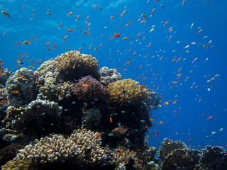 Fototapeta na wymiar Coral reef in clear blue sea