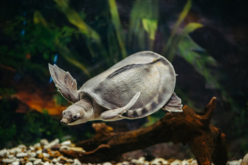 Carettochelys insculpta. The merry turtle swims under the water. Funny animals.