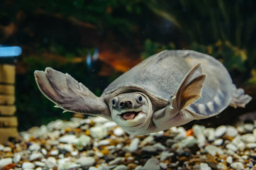 Carettochelys insculpta. The merry turtle swims under the water. Funny animals.