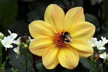 Yellow Dahlia with bumblebee, Gelbe Dahlienbl&uuml;te mit Hummel