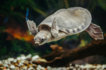 Carettochelys insculpta. The merry turtle swims under the water. Funny animals.
