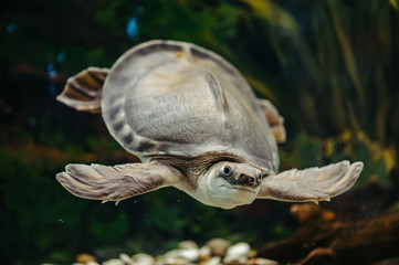 Carettochelys insculpta. The merry turtle swims under the water. Funny animals.