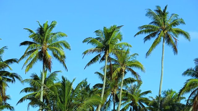 for&ecirc;t de palmiers  
