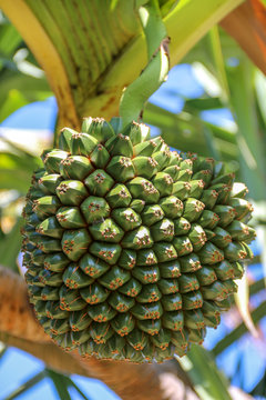Vacoa fruit