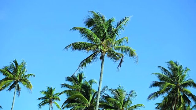 for&ecirc;t de palmiers  