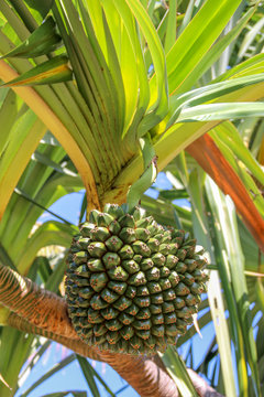 Vacoa fruit