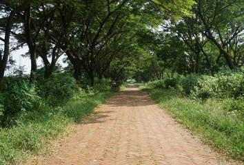 Fototapeta premium road with tree