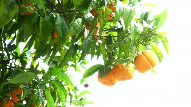 Clementines hang on the tree at Lake Garda