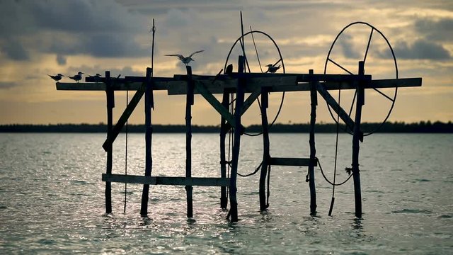 oiseaux perch&eacute;s sur ponton &agrave; bateau (p&ecirc;che)