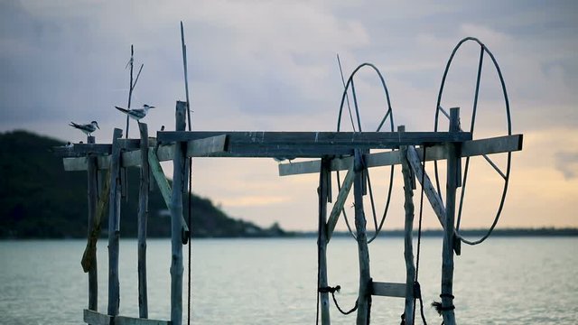 oiseaux perch&eacute;s sur ponton &agrave; bateau (p&ecirc;che)