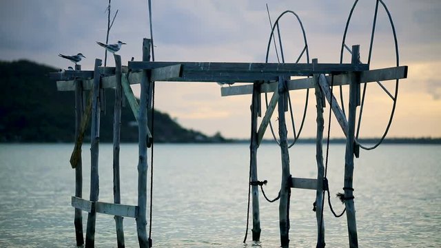 oiseaux perch&eacute; sur ponton &agrave; bateau (p&ecirc;che)