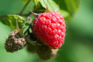 Ripe raspberry hanging on a branch closeup