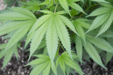 Bud Leaf