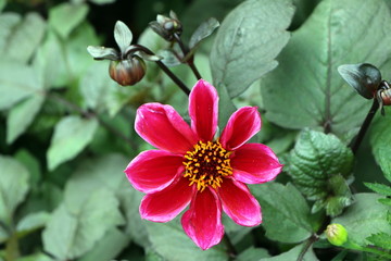 Fototapeta premium Dahlia, Dahlie