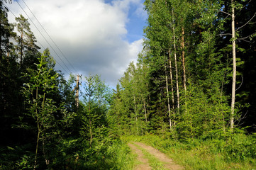 summer forest in northwest of Russia