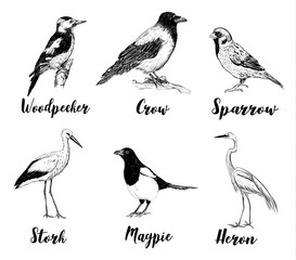 Birds set sketch. Collection of birds. A heron, a sparrow, a stork, a crow, a magpie, a woodpecker. Hand drawing vector illustration for design.
