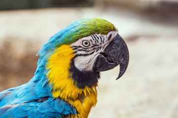 Blau gelber Ara 