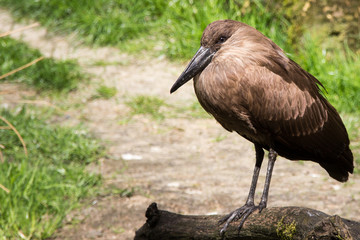 Large brown bird