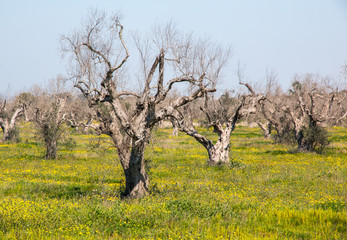 Infested olive trees (bacterium Xylella Fastidiosa), Salento, South Italy