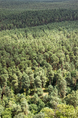 Fototapeta na wymiar Nature - green forest, healthy trees