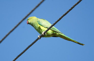 Obraz premium Rose-ringed parakeet sitting on a wire