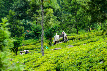 Arbeiten auf den Teeplantagen von Haputale