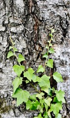 Close up of Ivy on a Birch stem