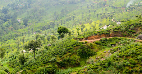 Weiter Blick über die Teeplantagen von Haputale