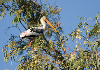 Fototapeta premium Painted Stork